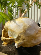 Skull Planter
